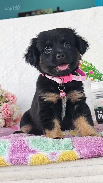 Gái Nhật lai ú mập dễ thương chào sen yêu😚❤️. Mua bán Chó tại Huyện Hóc Môn Tp Hồ Chí Minh được đăng bởi Smile Pet hình 1