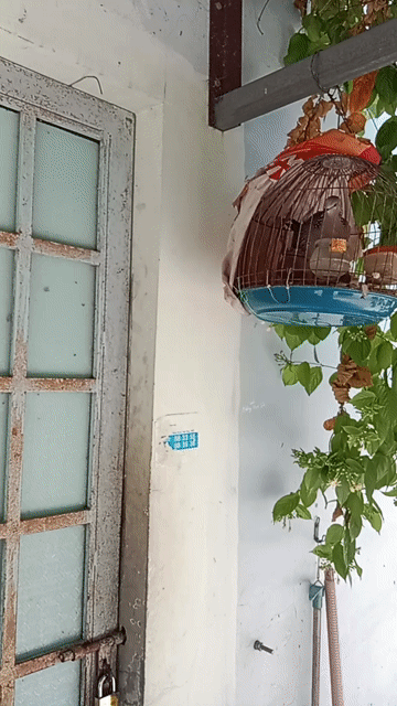 Chim cu gáy . Mua bán Chim tại Quận Bình Thuỷ Cần Thơ được đăng bởi alo hình 1