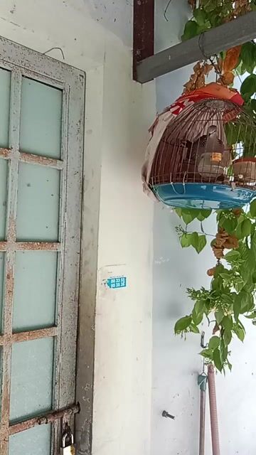 Chim cu gáy . Mua bán Chim tại Quận Bình Thuỷ Cần Thơ được đăng bởi alo hình 1