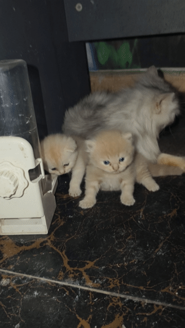 Mèo Ba Tư 1 tháng. Mua bán Mèo tại Thành phố Bắc Ninh Bắc Ninh được đăng bởi HVM hình 1