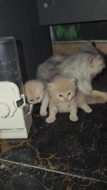 Mèo Ba Tư 1 tháng. Mua bán Mèo tại Thành phố Bắc Ninh Bắc Ninh được đăng bởi HVM hình 1