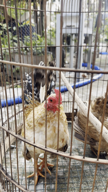 3 con Gà Serama Nâu trắng (1 cặp và 1 con con). Mua bán Gà tại Huyện Lai Vung Đồng Tháp được đăng bởi Phạm Minh Trí hình 1