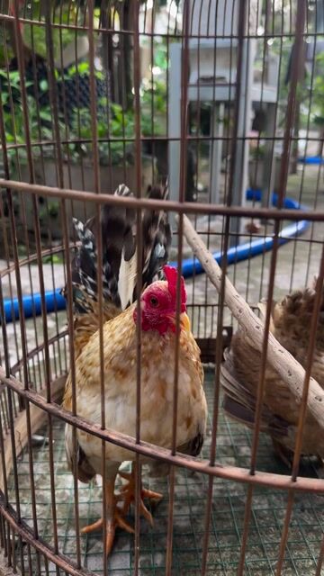 3 con Gà Serama Nâu trắng (1 cặp và 1 con con). Mua bán Gà tại Huyện Lai Vung Đồng Tháp được đăng bởi Phạm Minh Trí hình 1
