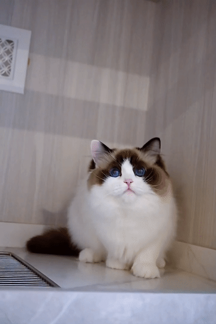 Mèo Ragdoll Seal Bicolor thuần chủng nhập và ssvn. Mua bán Mèo tại Thành phố Thủ Đức Tp Hồ Chí Minh được đăng bởi Âu Minh Huy hình 1