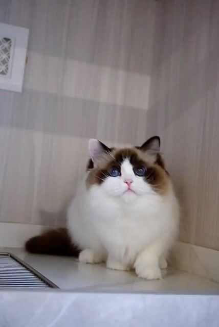 Mèo Ragdoll Seal Bicolor thuần chủng nhập và ssvn. Mua bán Mèo tại Thành phố Thủ Đức Tp Hồ Chí Minh được đăng bởi Âu Minh Huy hình 1