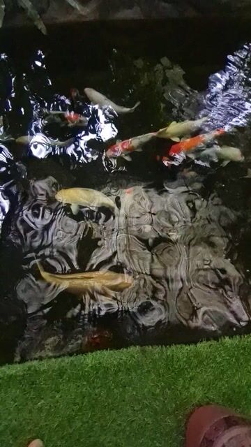 Thanh lý 20 em koi. Size 35cm đếm 55cm. Mua bán Thú cưng khác tại Thị xã Hương Trà Thừa Thiên Huế được đăng bởi Bá vinh hình 1