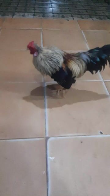 Gà trống Đen vàng đỏ. Mua bán Gà tại Quận 12 Tp Hồ Chí Minh được đăng bởi hùng phát  hình 1