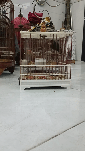 Chim sâu đầu đỏ Khỏe mạnh. Mua bán Chim tại Quận 12 Tp Hồ Chí Minh được đăng bởi Dung hình 1