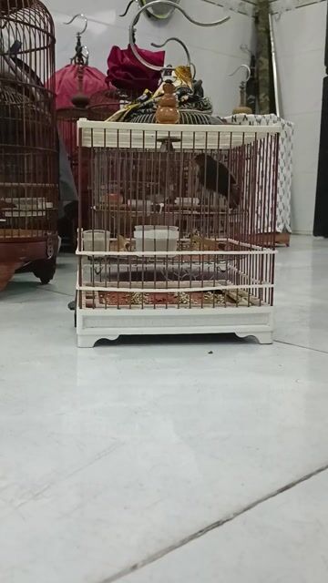 Chim sâu đầu đỏ Khỏe mạnh. Mua bán Chim tại Quận 12 Tp Hồ Chí Minh được đăng bởi Dung hình 1