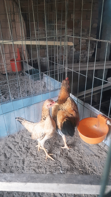 cập tre bắc coc. Mua bán Gà tại Huyện Thanh Bình Đồng Tháp được đăng bởi Đinh Vinh hình 1