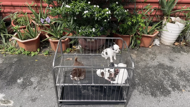 Chuồng chó Pom, Chihuahua, Poodle Inox Lắp Ráp. Mua bán Phụ kiện, Thức ăn, Dịch vụ tại Quận 12 Tp Hồ Chí Minh được đăng bởi Thanh Trúc hình 1