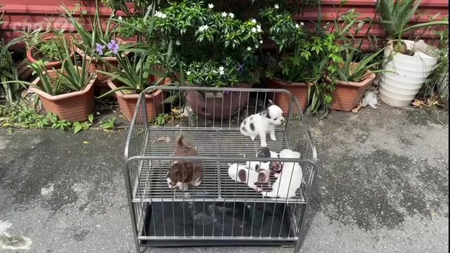 Chuồng chó Pom, Chihuahua, Poodle Inox Lắp Ráp. Mua bán Phụ kiện, Thức ăn, Dịch vụ tại Quận 12 Tp Hồ Chí Minh được đăng bởi Thanh Trúc hình 1