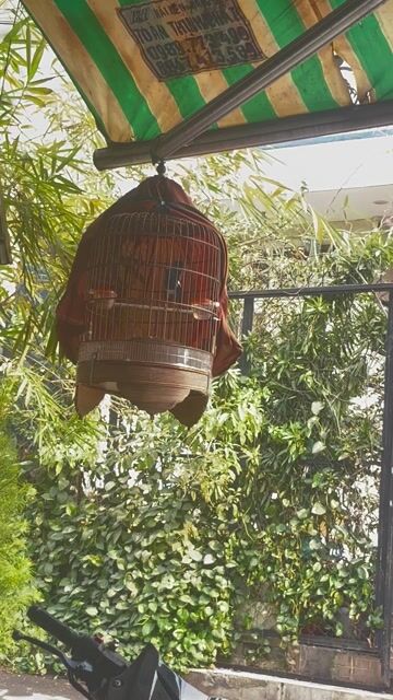 Cả Bộ Chè Than 2 Mùa. Mua bán Chim tại Quận Gò Vấp Tp Hồ Chí Minh được đăng bởi Huy Vũ hình 1