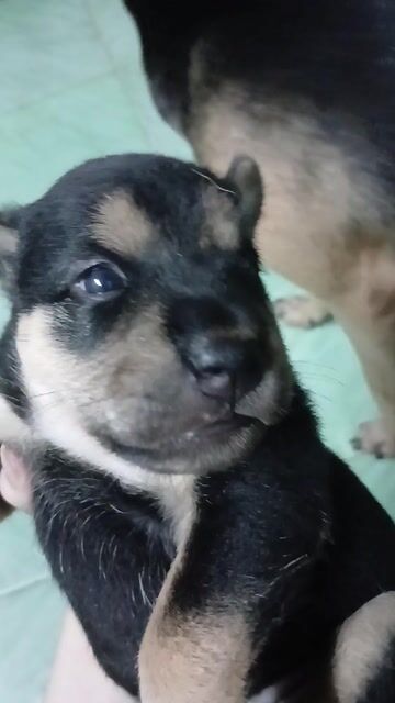 Chó con lai. Mua bán Chó tại Quận 12 Tp Hồ Chí Minh được đăng bởi Nguyễn Thị Thanh Trúc hình 1