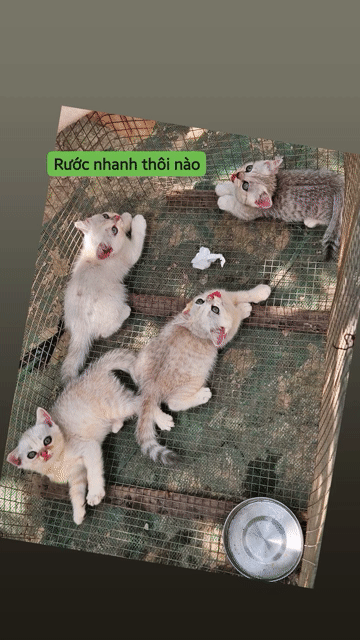 Mèo Anh lông ngắn Trắng mèo con. Mua bán Mèo tại Thành phố Mỹ Tho Tiền Giang được đăng bởi Đạt Mỹ Tho  hình 1