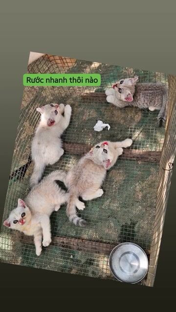 Mèo Anh lông ngắn Trắng mèo con. Mua bán Mèo tại Thành phố Mỹ Tho Tiền Giang được đăng bởi Đạt Mỹ Tho  hình 1