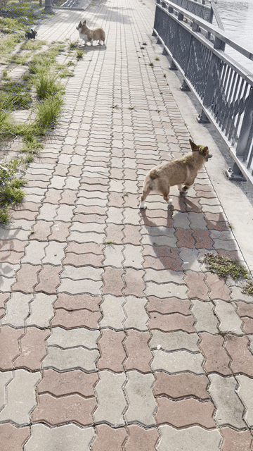 Chó Corgi. Mua bán Chó tại Quận 8 Tp Hồ Chí Minh được đăng bởi Anh Dũng hình 1
