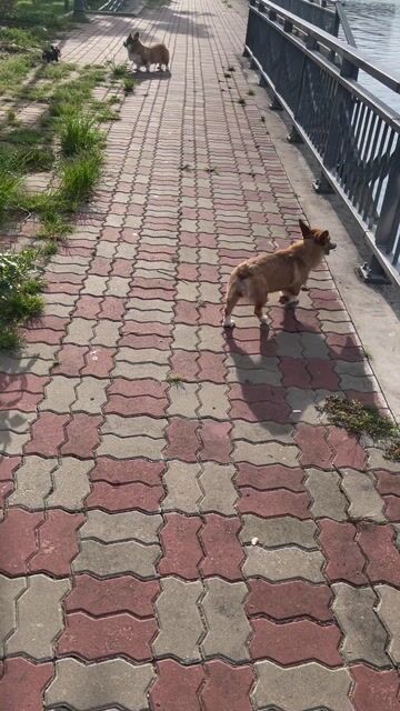 Chó Corgi. Mua bán Chó tại Quận 8 Tp Hồ Chí Minh được đăng bởi Anh Dũng hình 1