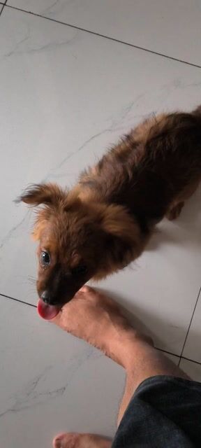 Chó Nhật lùn 4 tháng tuổi. Mua bán Chó tại Thành phố Thủ Dầu Một Bình Dương được đăng bởi Vy Pham hình 1