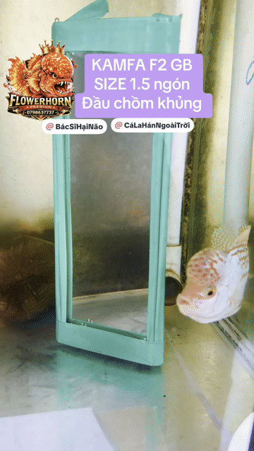 Cá cảnh Kamfa F2 GB 1.5 ngón đầu chồm khủng. Mua bán Thú cưng khác tại Quận Tân Phú Tp Hồ Chí Minh được đăng bởi Con Cò hình 1