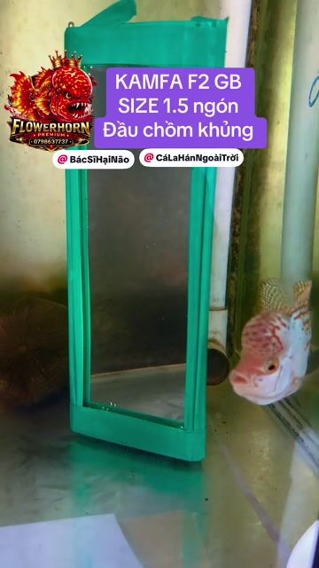 Cá cảnh Kamfa F2 GB 1.5 ngón đầu chồm khủng. Mua bán Thú cưng khác tại Quận Tân Phú Tp Hồ Chí Minh được đăng bởi Con Cò hình 1