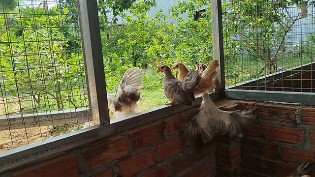 Gà tre Thái nhỏ gọn. Mua bán Gà tại Quận Cẩm Lệ Đà Nẵng được đăng bởi Trương Hiền  hình 1