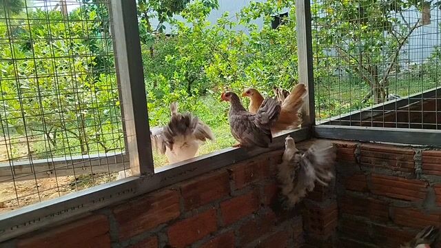 Gà tre Thái nhỏ gọn. Mua bán Gà tại Quận Cẩm Lệ Đà Nẵng được đăng bởi Trương Hiền  hình 1