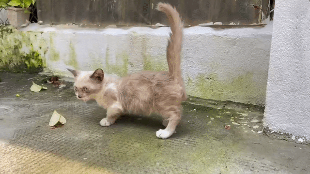 Mèo Munchkin Nâu trắng chân ngắn bé đực. Mua bán Mèo tại Quận 12 Tp Hồ Chí Minh được đăng bởi Lâm Lê hình 1
