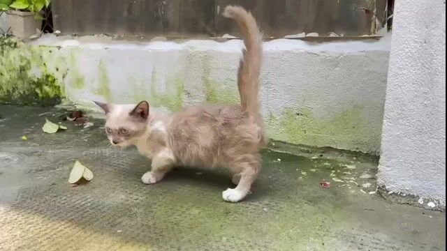 Mèo Munchkin Nâu trắng chân ngắn bé đực. Mua bán Mèo tại Quận 12 Tp Hồ Chí Minh được đăng bởi Lâm Lê hình 1