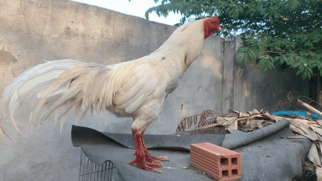Gà chọi Trắng Linh Kê. Mua bán Gà tại Huyện Bình Chánh Tp Hồ Chí Minh được đăng bởi NGUYEN THANH TU hình 1
