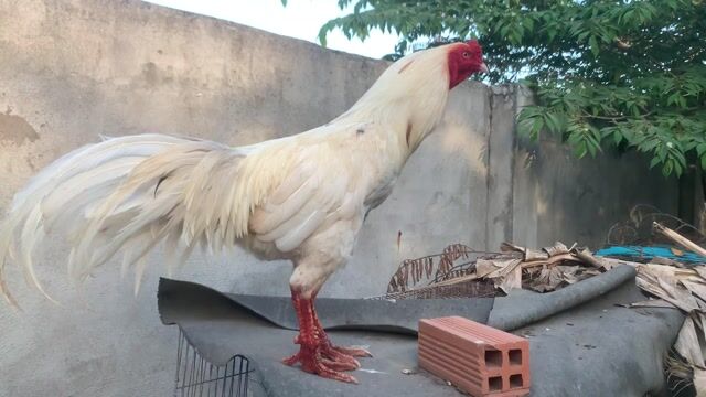 Gà chọi Trắng Linh Kê. Mua bán Gà tại Huyện Bình Chánh Tp Hồ Chí Minh được đăng bởi NGUYEN THANH TU hình 1