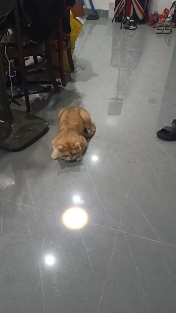 Dịch vụ phối giống mèo Golden NY12 đực. Mua bán Phụ kiện, Thức ăn, Dịch vụ tại Quận Nam Từ Liêm Hà Nội được đăng bởi Anh Tú Nguyễn hình 1