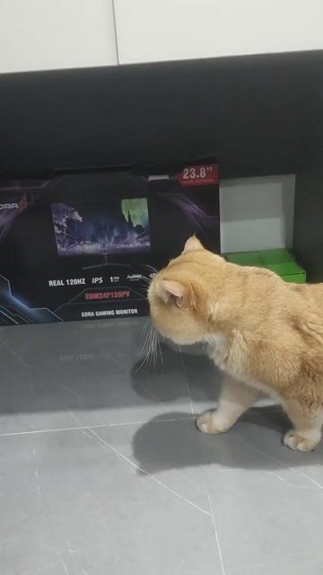 Dịch vụ phối giống mèo Golden NY12 đực. Mua bán Mèo tại Quận Nam Từ Liêm Hà Nội được đăng bởi Nguyễn Việt Hoàng hình 1