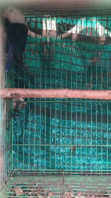 Lb trống. Mua bán Chim tại Thành phố Biên Hòa Đồng Nai được đăng bởi Tuan Anh hình 1