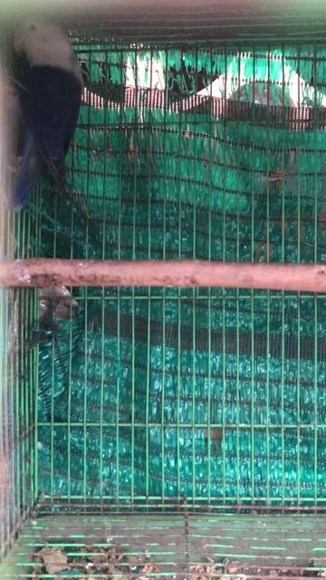 Lb trống. Mua bán Chim tại Thành phố Biên Hòa Đồng Nai được đăng bởi Tuan Anh hình 1