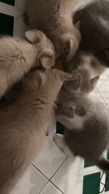 Mèo ALN chân dài Trắng xám. Mua bán Mèo tại Quận Sơn Trà Đà Nẵng được đăng bởi Nguyễn Minh Nhật hình 1