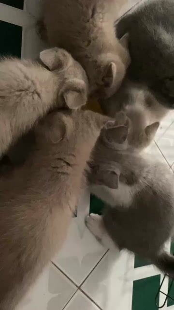 Mèo ALN chân dài Trắng xám. Mua bán Mèo tại Quận Sơn Trà Đà Nẵng được đăng bởi Nguyễn Minh Nhật hình 1