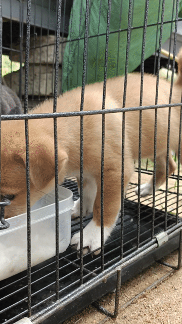Chó Phốc Sóc Lạp Xưởng Vàng Đen 2 tháng. Mua bán Chó tại Quận Ngũ Hành Sơn Đà Nẵng được đăng bởi FPT hình 1
