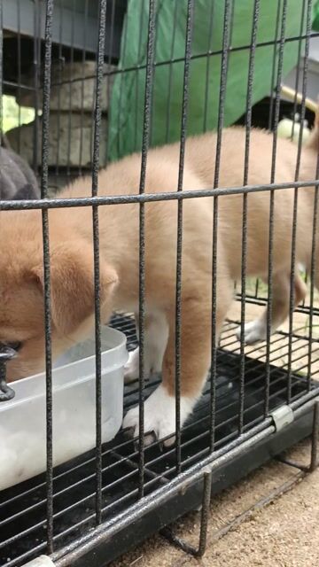 Chó Phốc Sóc Lạp Xưởng Vàng Đen 2 tháng. Mua bán Chó tại Quận Ngũ Hành Sơn Đà Nẵng được đăng bởi FPT hình 1