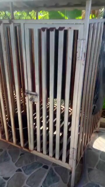 Chuồng chó kim loại sắt dầy. cực nặng. Mua bán Phụ kiện, Thức ăn, Dịch vụ tại Thành phố Tây Ninh Tây Ninh được đăng bởi bắp rang bơ hình 1