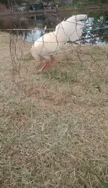 Gà tơ Thái Mỹ 2.7kg Trắng. Mua bán Gà tại Huyện Cầu Ngang Trà Vinh được đăng bởi Hoàng Khang hình 1