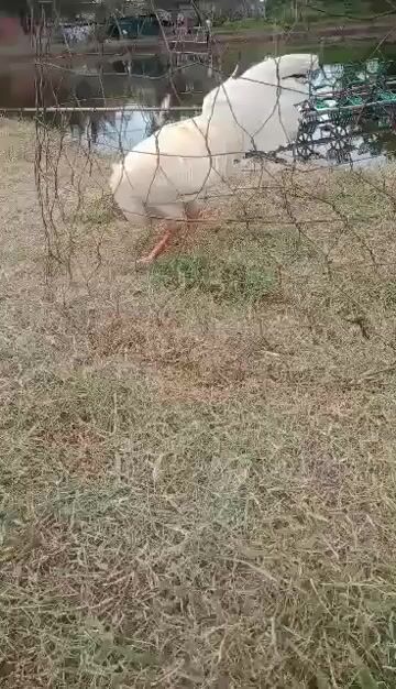 Gà tơ Thái Mỹ 2.7kg Trắng. Mua bán Gà tại Huyện Cầu Ngang Trà Vinh được đăng bởi Hoàng Khang hình 1