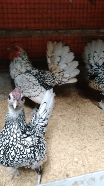 Trại Gà Kiểng Gò Vấp. Mua bán Gà tại Quận Gò Vấp Tp Hồ Chí Minh được đăng bởi Trại Gà Kiểng GV hình 1