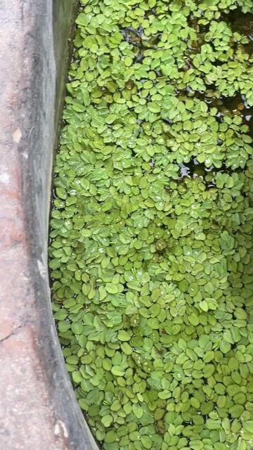 Bèo tai chuột Xanh lá. Mua bán Cây cảnh, đồ trang trí tại Quận Hai Bà Trưng Hà Nội được đăng bởi Quốc Việt hình 1