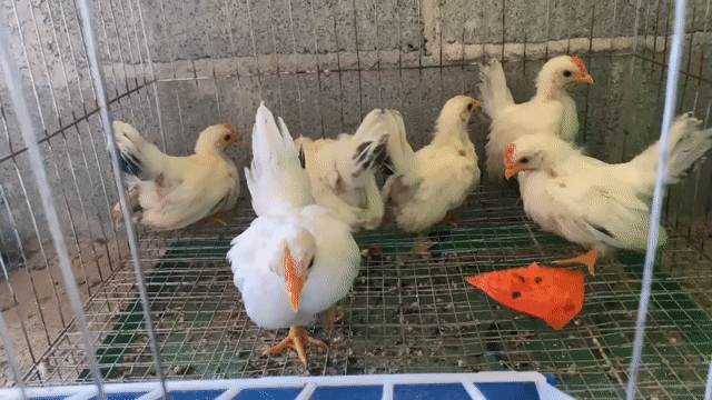 Gà tre Thái chuối tuyết cặp 2 tháng. Mua bán Gà tại Huyện Châu Đức Bà Rịa - Vũng Tàu được đăng bởi Nguyen HK hình 1