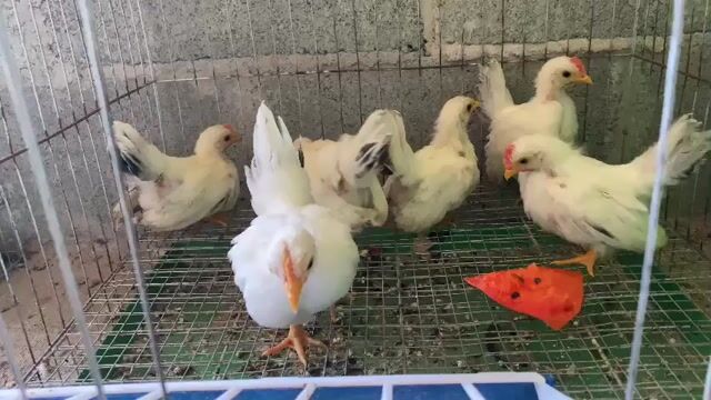 Gà tre Thái chuối tuyết cặp 2 tháng. Mua bán Gà tại Huyện Châu Đức Bà Rịa - Vũng Tàu được đăng bởi Nguyen HK hình 1