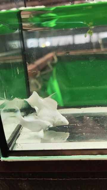 Cá Molly nhiều màu đa dạng. Mua bán Thú cưng khác tại Quận Bình Thạnh Tp Hồ Chí Minh được đăng bởi Vũ  hình 1