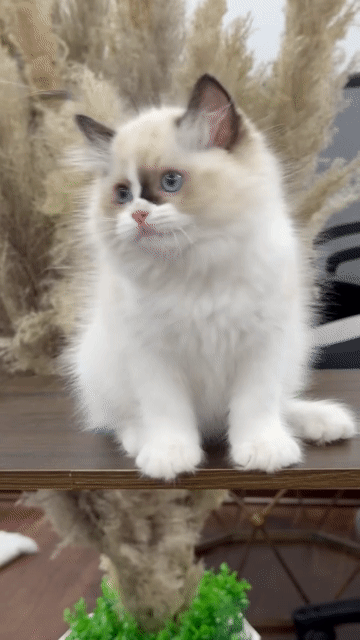 Mèo Ragdoll Seal lynx Đực cái Việt Nam. Mua bán Mèo tại Thành phố Thủ Đức Tp Hồ Chí Minh được đăng bởi Âu Minh Huy hình 1