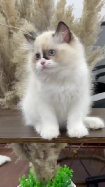 Mèo Ragdoll Seal lynx Đực cái Việt Nam. Mua bán Mèo tại Thành phố Thủ Đức Tp Hồ Chí Minh được đăng bởi Âu Minh Huy hình 1