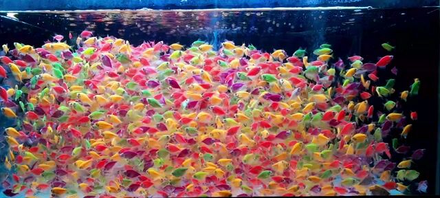 Cá Cánh Buồm Dạ Quang Nhiều Màu 50c 90k, 100c 170k. Mua bán Thú cưng khác tại Quận Bình Thạnh Tp Hồ Chí Minh được đăng bởi Ngọc Duyên Aquarium hình 1